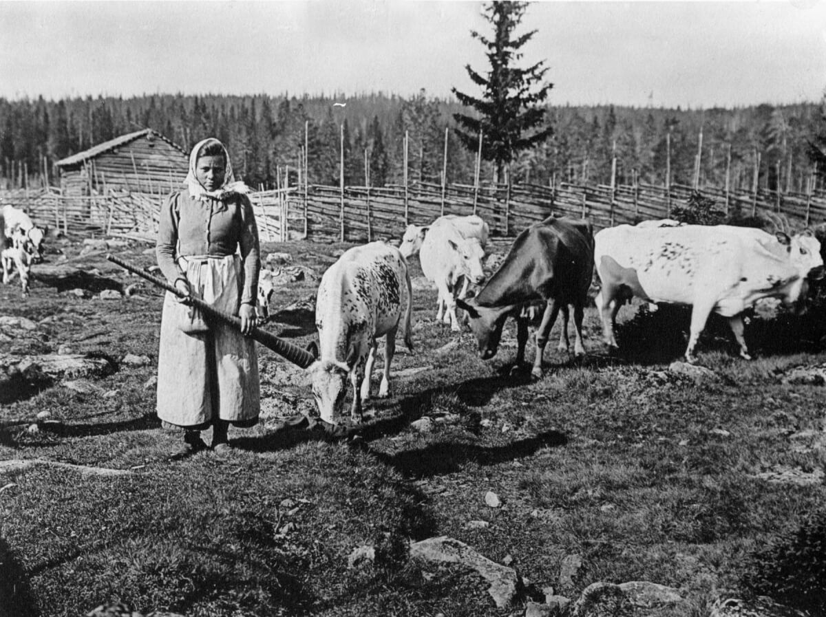 En fäbodpiga med en näverlur i händerna står i kohagen.