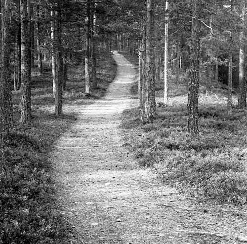 Väg som går genom skogen.