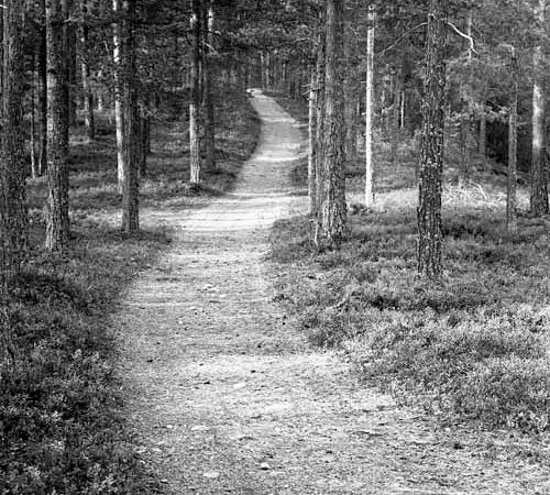 Väg som går genom skogen.