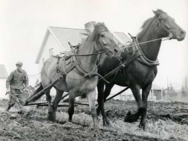 Två hästar plöjer åkermark med bonden bakom plogen.